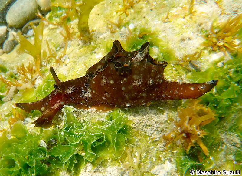 クロヘリアメフラシ Aplysia japonica