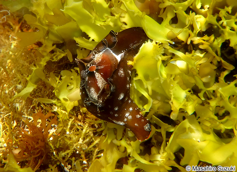 クロヘリアメフラシ Aplysia japonica