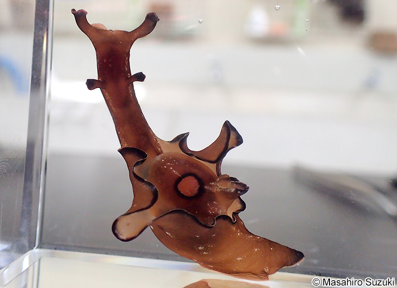 クロヘリアメフラシ Aplysia japonica