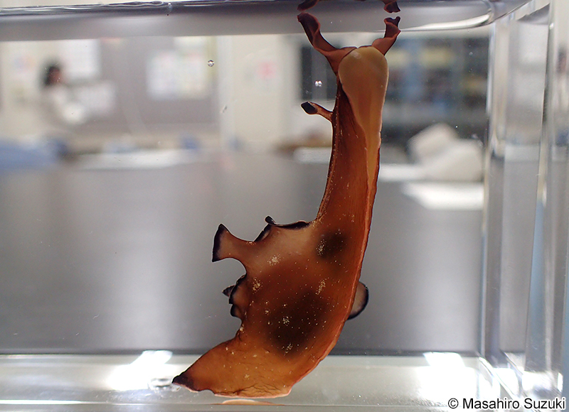 クロヘリアメフラシ Aplysia japonica