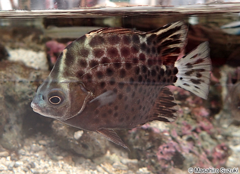 クロホシマンジュウダイ Scatophagus argus