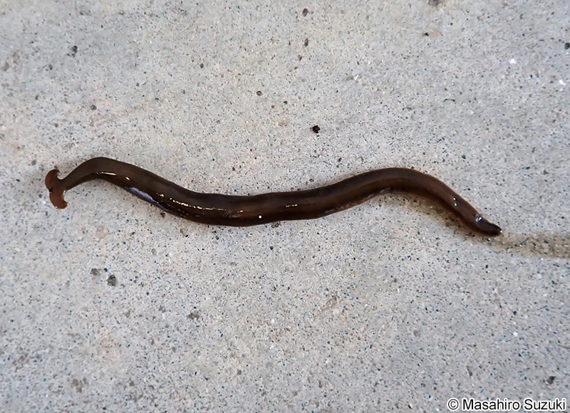 クロイロコウガイビル Bipalium fuscatum