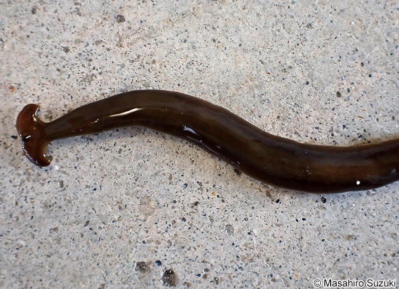 クロイロコウガイビル Bipalium fuscatum