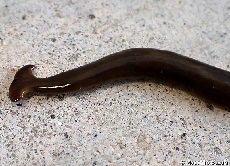 クロイロコウガイビル Bipalium fuscatum