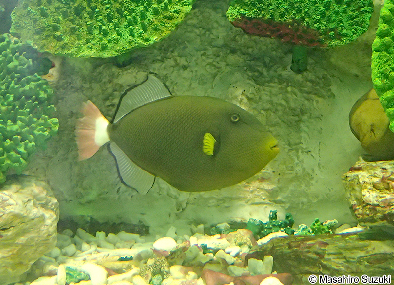 クロモンガラ Melichthys vidua