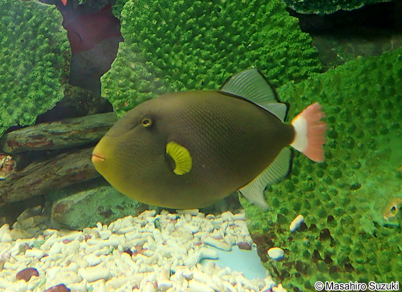 クロモンガラ Melichthys vidua