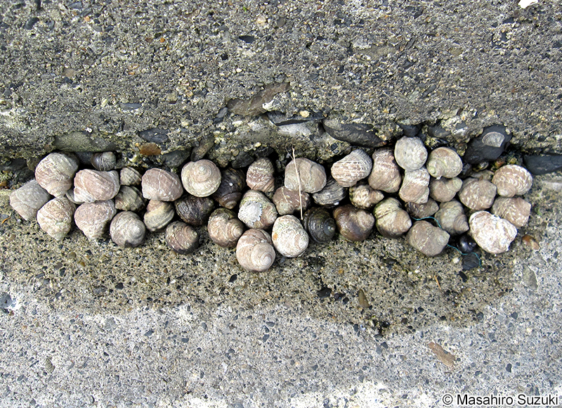 クロタマキビ Littorina sitkana