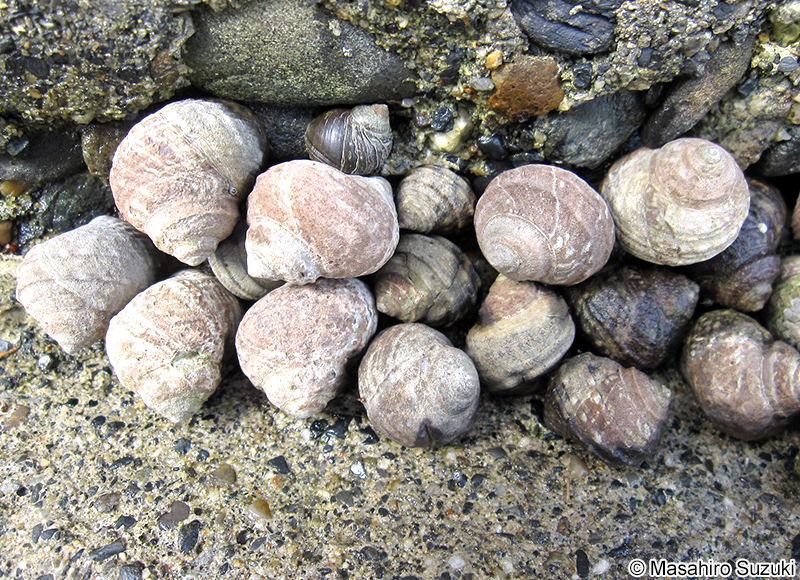 クロタマキビ Littorina sitkana