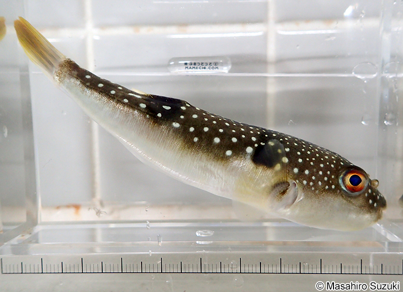 クサフグ Takifugu alboplumbeus