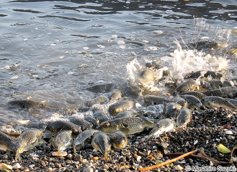 クサフグの産卵