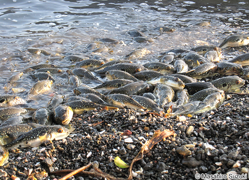 クサフグの産卵