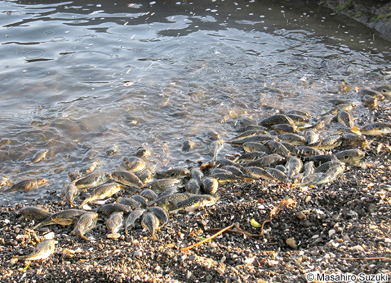 クサフグの産卵