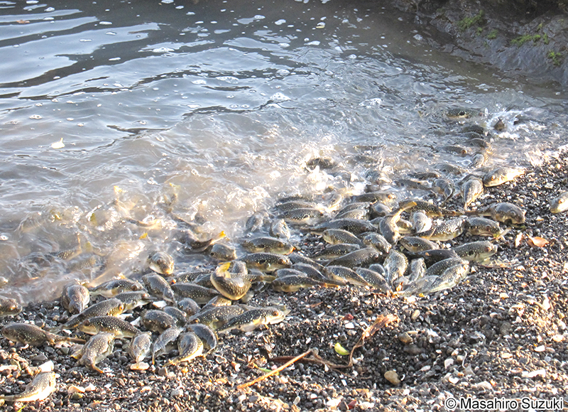 クサフグの産卵