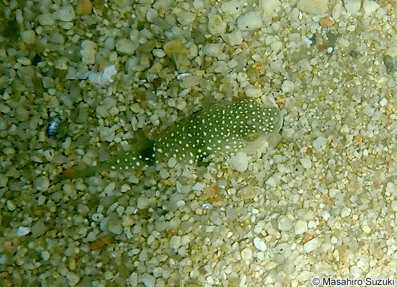 クサフグ Takifugu alboplumbeus