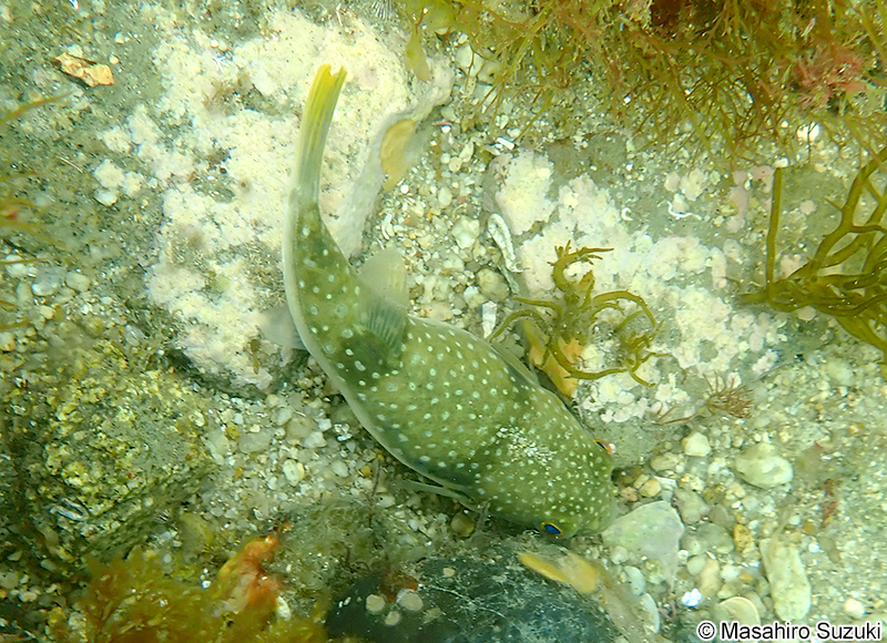 クサフグ Takifugu alboplumbeus