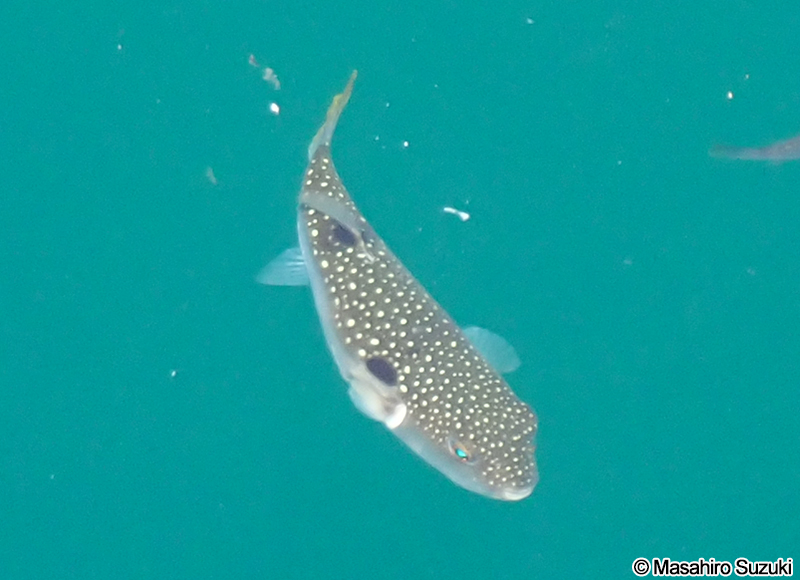 クサフグ Takifugu alboplumbeus