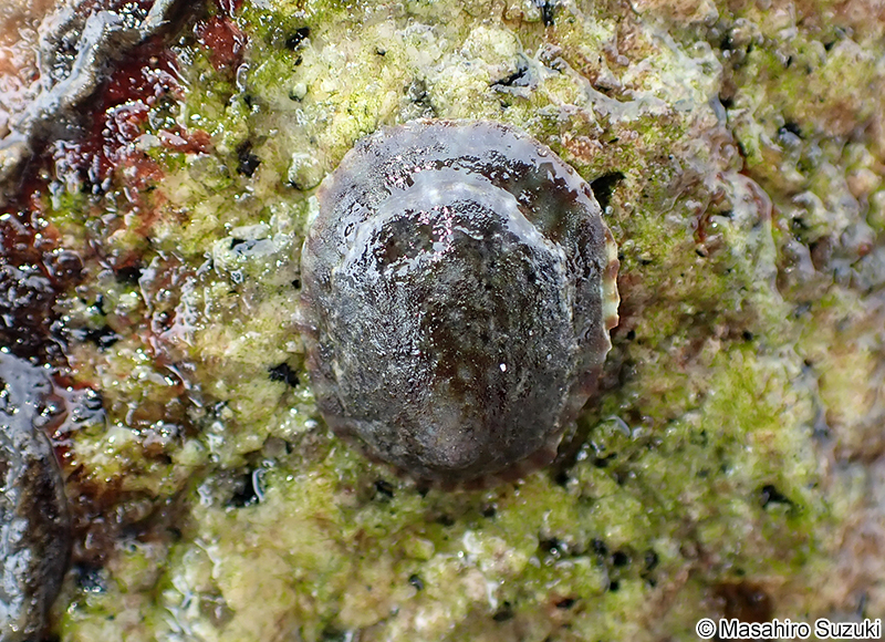 クサイロアオガイ Nipponacmea fuscoviridis