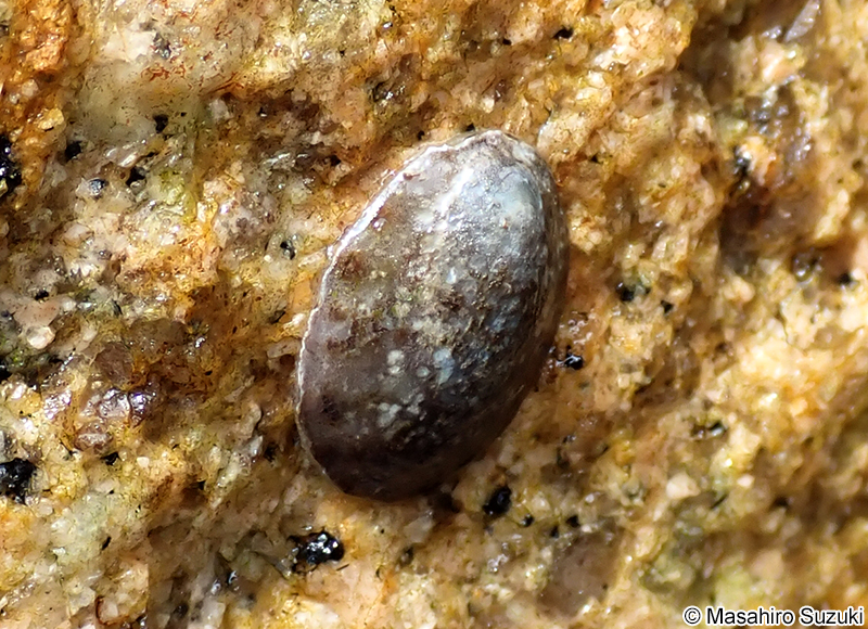 クサイロアオガイ Nipponacmea fuscoviridis