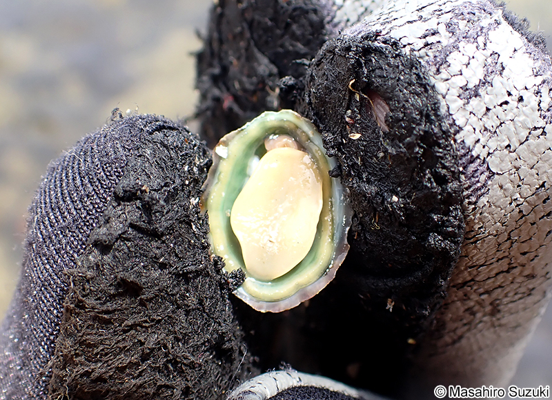 クサイロアオガイ Nipponacmea fuscoviridis