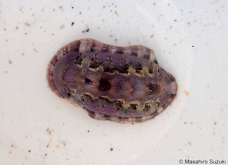 クサズリガイ Chiton kurodai