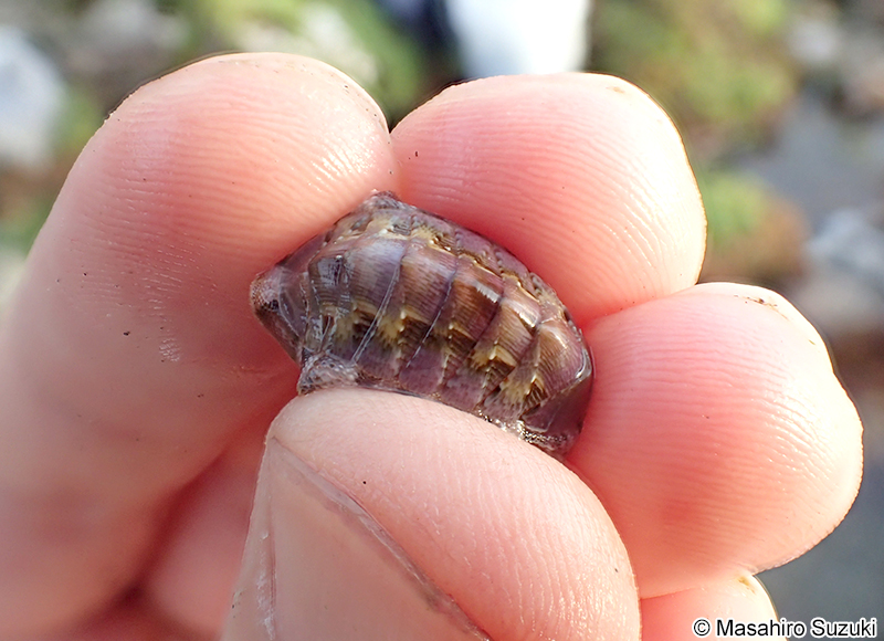 クサズリガイ Chiton kurodai