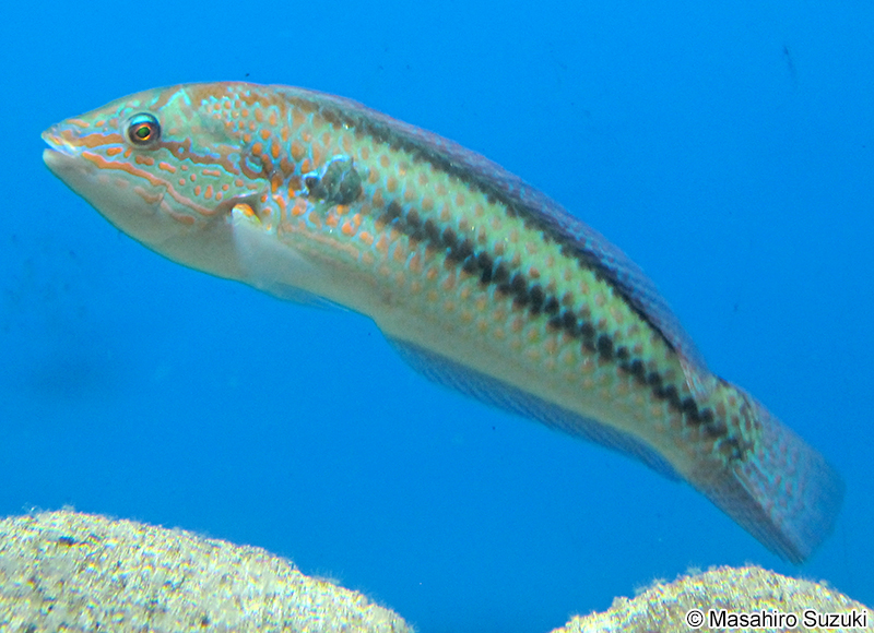 キュウセン Parajulis poecilepterus