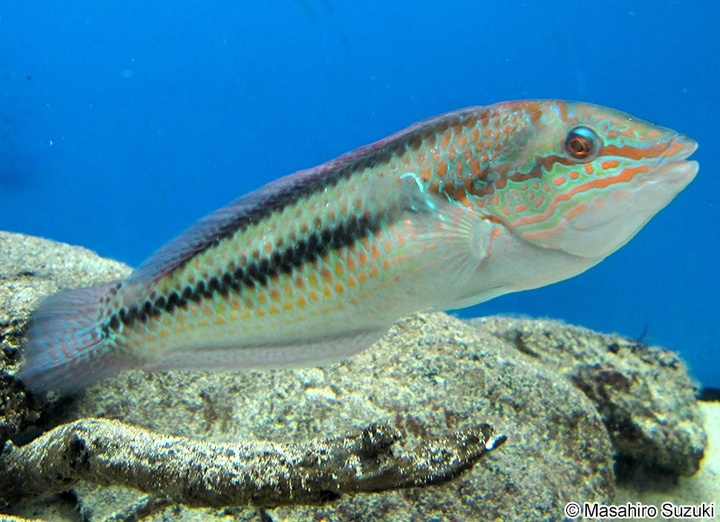 キュウセン Parajulis poecilepterus