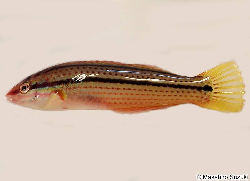 キュウセン Parajulis poecilepterus