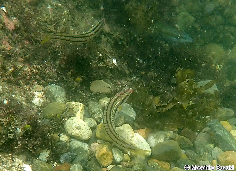 キュウセン Parajulis poecilepterus