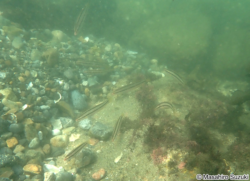 キュウセン Parajulis poecilepterus