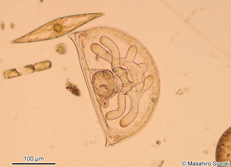 舌殻類の幼生 Lingulida sp.