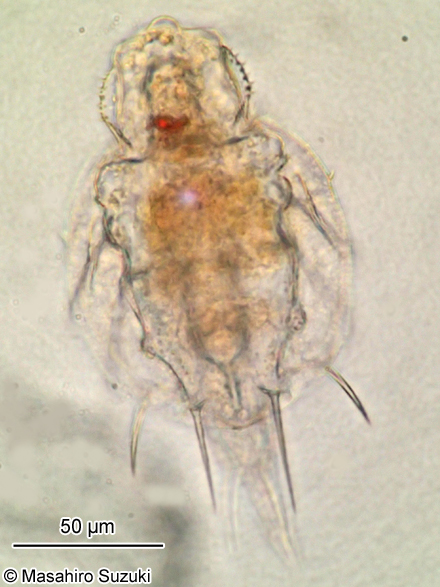 Macrochaetus subquadratus