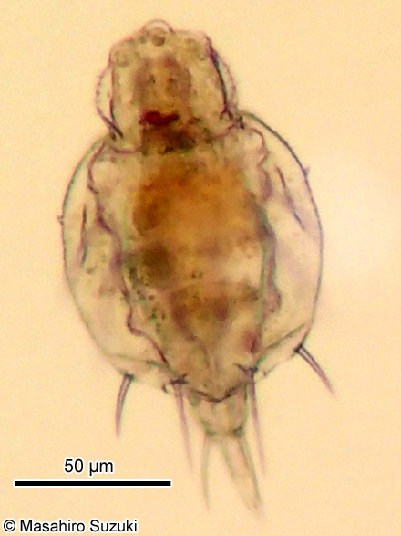 Macrochaetus subquadratus
