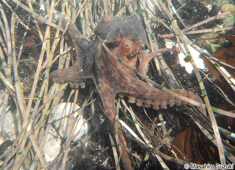 マダコ Octopus sinensis
