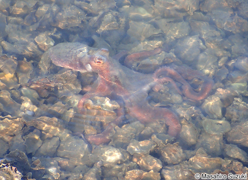 マダコ Octopus sinensis
