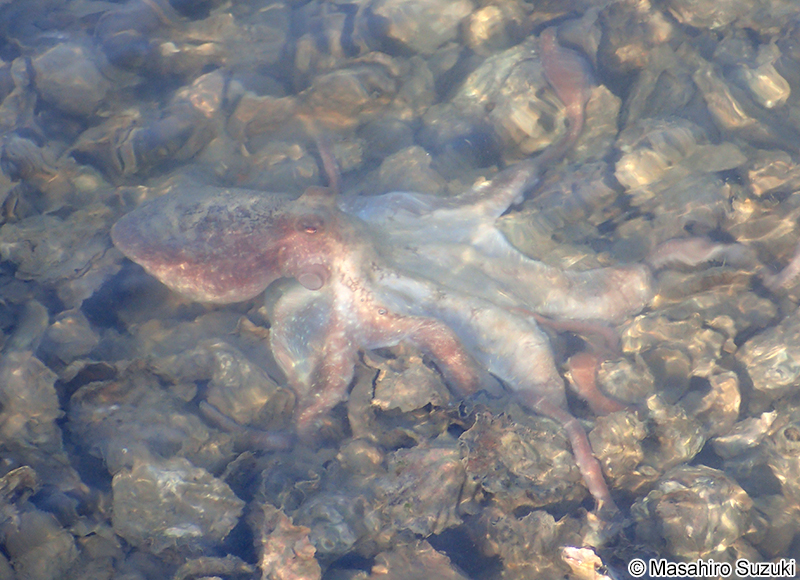 マダコ Octopus sinensis