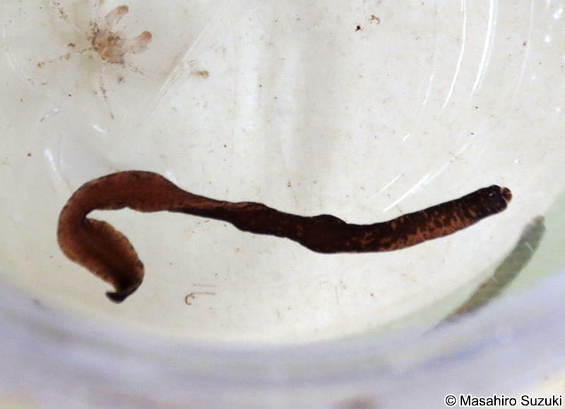 マダラヒモムシ Nipponnemertes punctatula