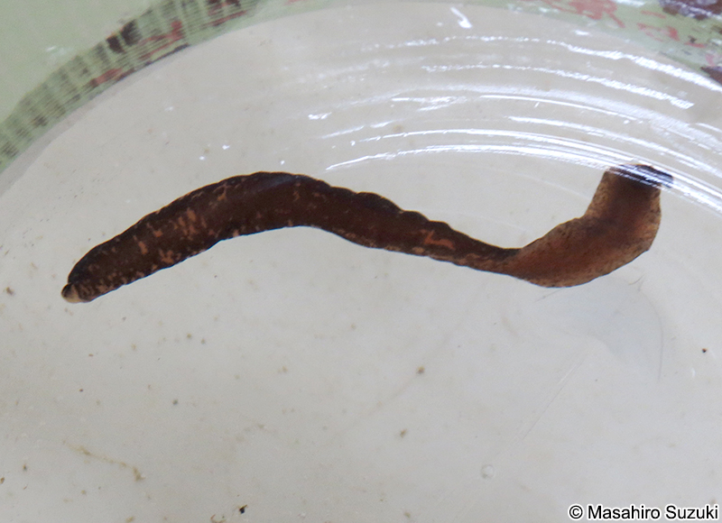 マダラヒモムシ Nipponnemertes punctatula