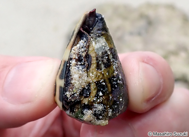 マダライモ Conus ebraeus