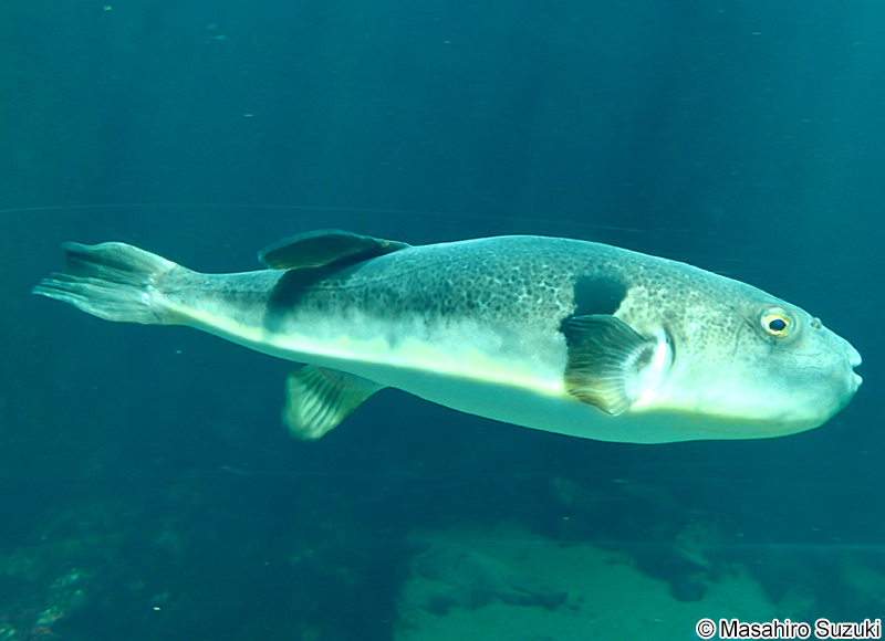 マフグ Takifugu porphyreus
