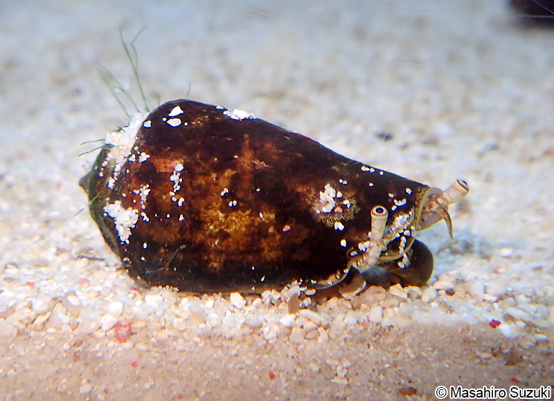 マガキガイ Conomurex luhuanus