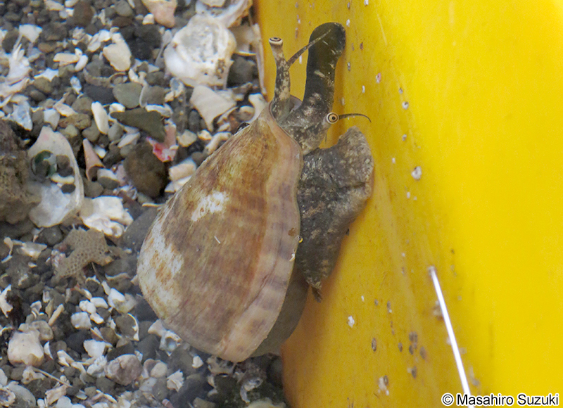 マガキガイ Conomurex luhuanus