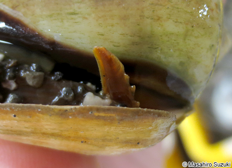 マガキガイ Conomurex luhuanus