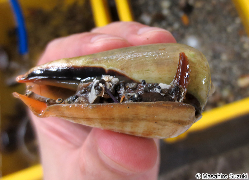 マガキガイ Conomurex luhuanus