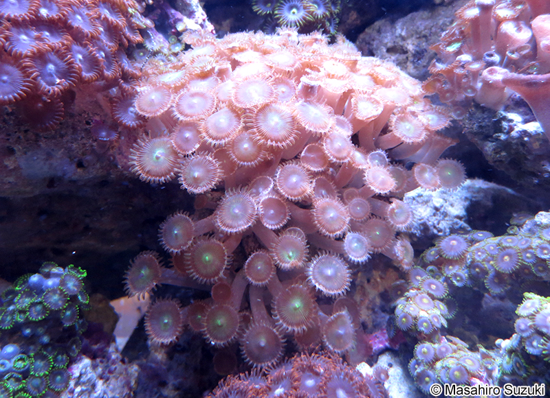 スナギンチャク属の1種 Zoanthus sp.