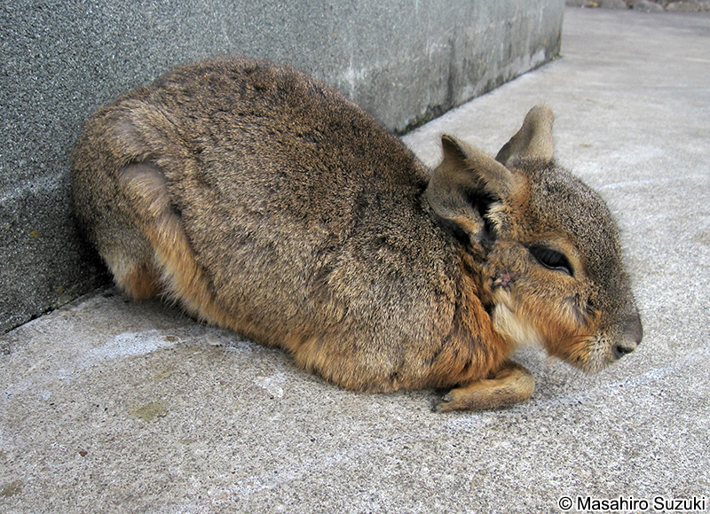 マーラ Dolichotis patagonum