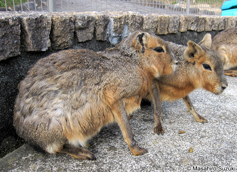 マーラ Dolichotis patagonum