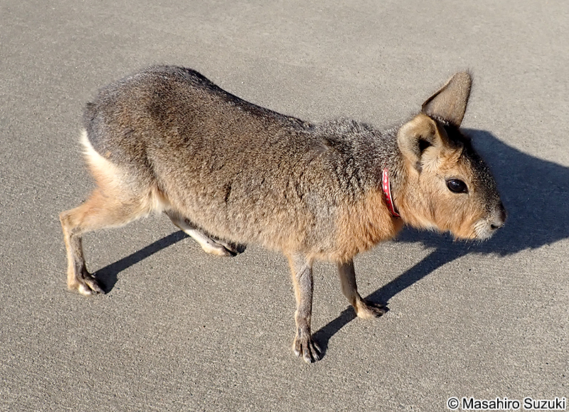 マーラ Dolichotis patagonum