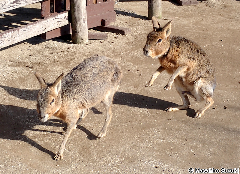 マーラ Dolichotis patagonum