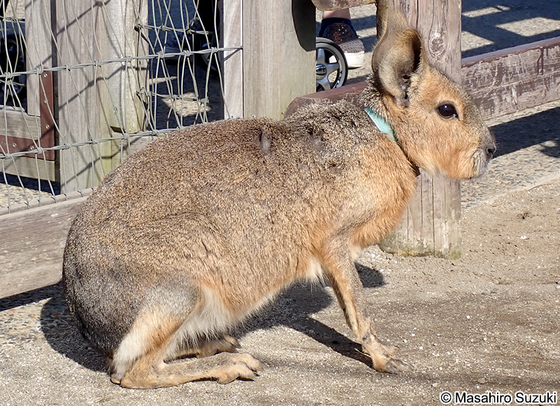 マーラ Dolichotis patagonum